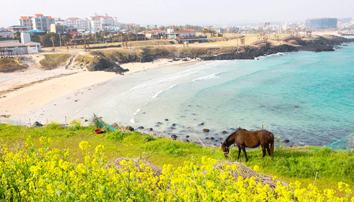 Bờ biển Jeju rì rào nắng gió